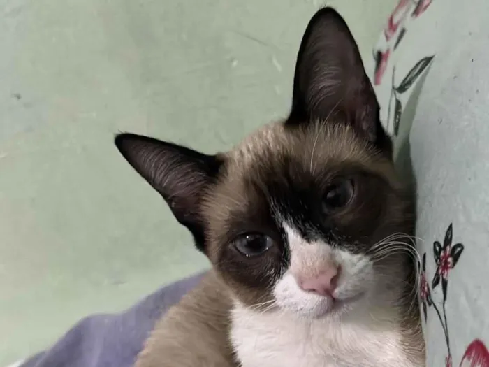 Gato raça SRD-ViraLata idade 2 a 6 meses nome Maya e mia