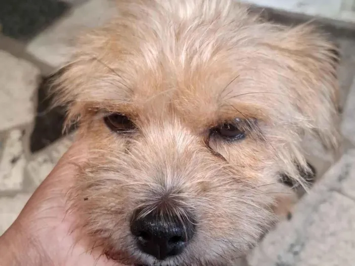 Cachorro raça SRD-ViraLata idade 2 anos nome pandora