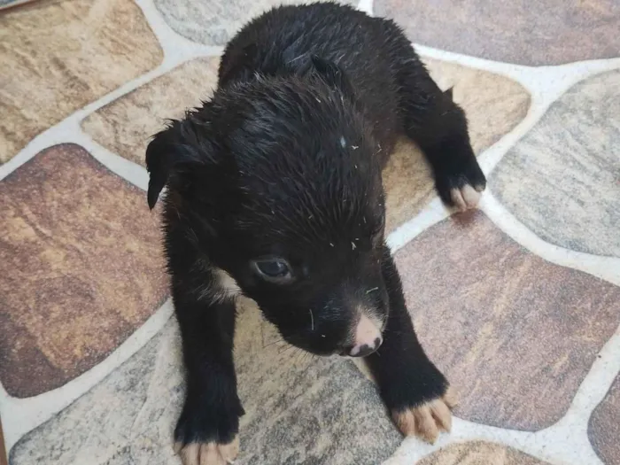 Cachorro raça Labrador idade 2 a 6 meses nome Ainda não tem nome