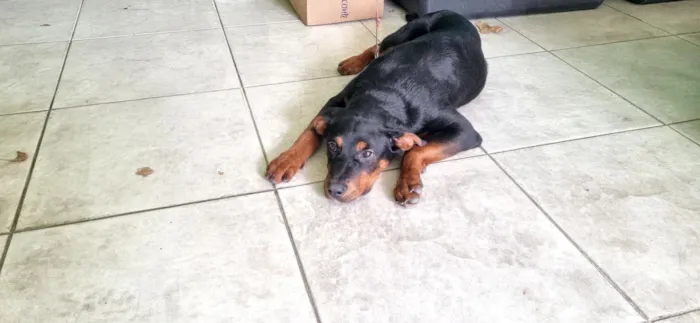 Cachorro raça SRD-ViraLata idade 7 a 11 meses nome Pantera 