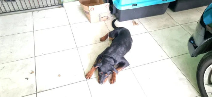 Cachorro raça SRD-ViraLata idade 7 a 11 meses nome Pantera 