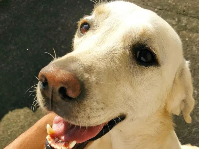 Cachorro raça Labrador idade 6 ou mais anos nome Amy