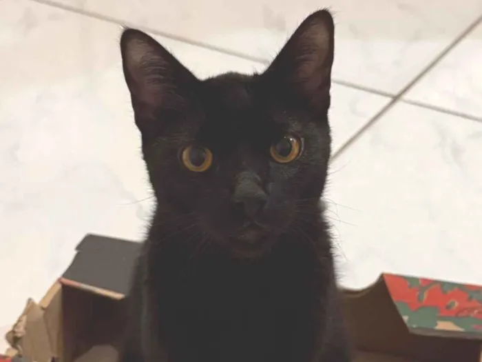 Gato raça SRD-ViraLata idade 1 ano nome Neguinho