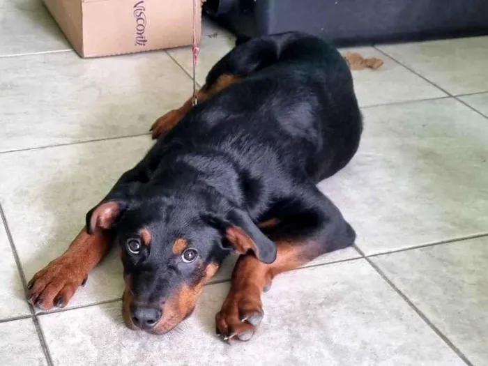 Cachorro raça SRD-ViraLata idade 7 a 11 meses nome Pantera 