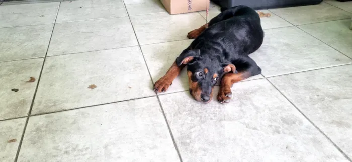 Cachorro raça SRD-ViraLata idade 2 a 6 meses nome Pantera 