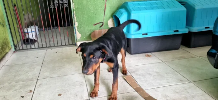 Cachorro raça SRD-ViraLata idade 2 a 6 meses nome Pantera 