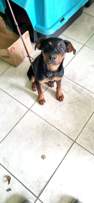 Cachorro raça SRD-ViraLata idade 2 a 6 meses nome Pantera 