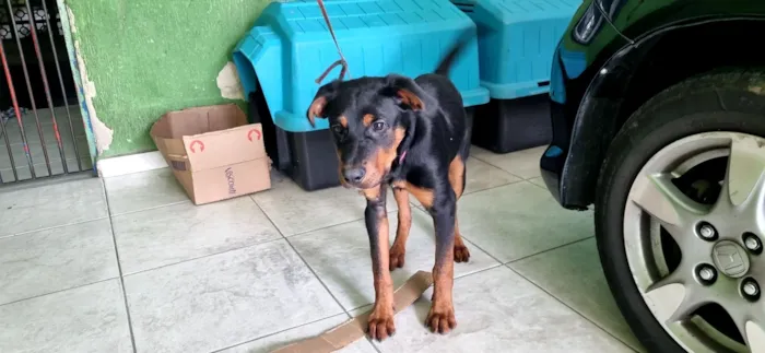 Cachorro raça SRD-ViraLata idade 2 a 6 meses nome Pantera 