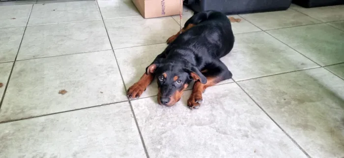 Cachorro raça SRD-ViraLata idade 2 a 6 meses nome Pantera 