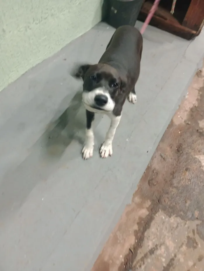 Cachorro raça Pit-Bull idade 2 a 6 meses nome Pandora 