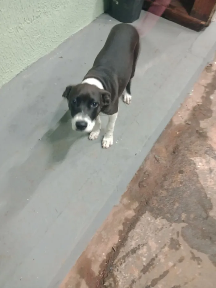 Cachorro raça Pit-Bull idade 2 a 6 meses nome Pandora 