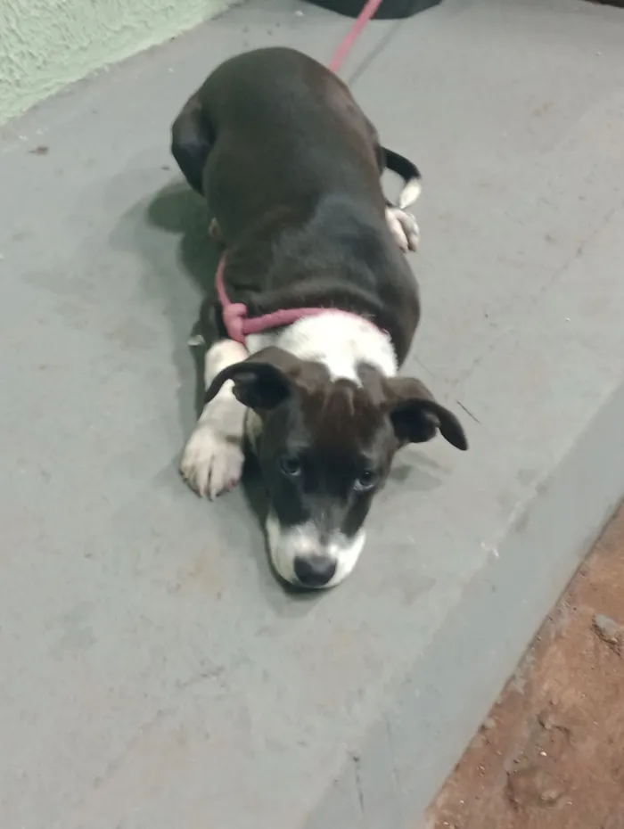 Cachorro raça Pit-Bull idade 2 a 6 meses nome Pandora 