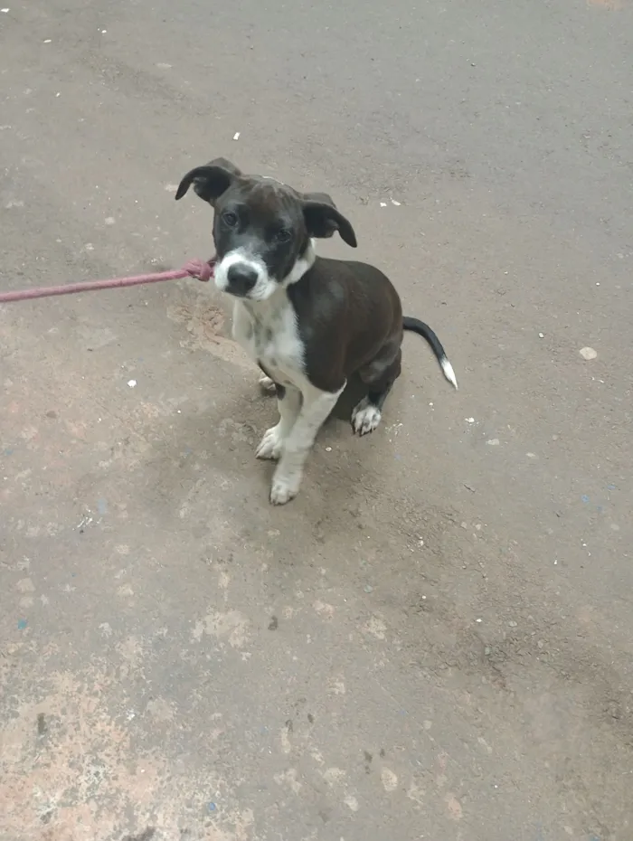 Cachorro raça Pit-Bull idade 2 a 6 meses nome Pandora 