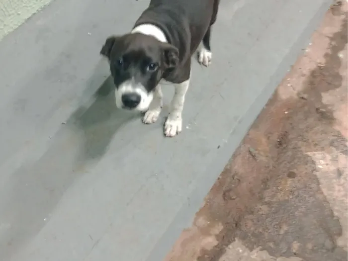 Cachorro raça Pit-Bull idade 2 a 6 meses nome Pandora 