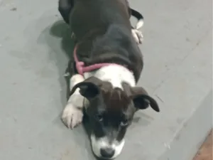 Cachorro raça Pit-Bull idade 2 a 6 meses nome Pandora 