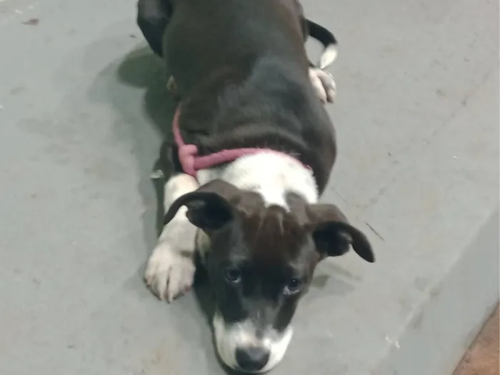 Cachorro raça Pit-Bull idade 2 a 6 meses nome Pandora 