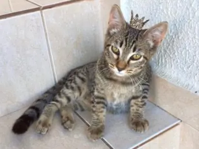 Gato raça SRD-ViraLata idade 2 a 6 meses nome Pinky bb3meses kinda 