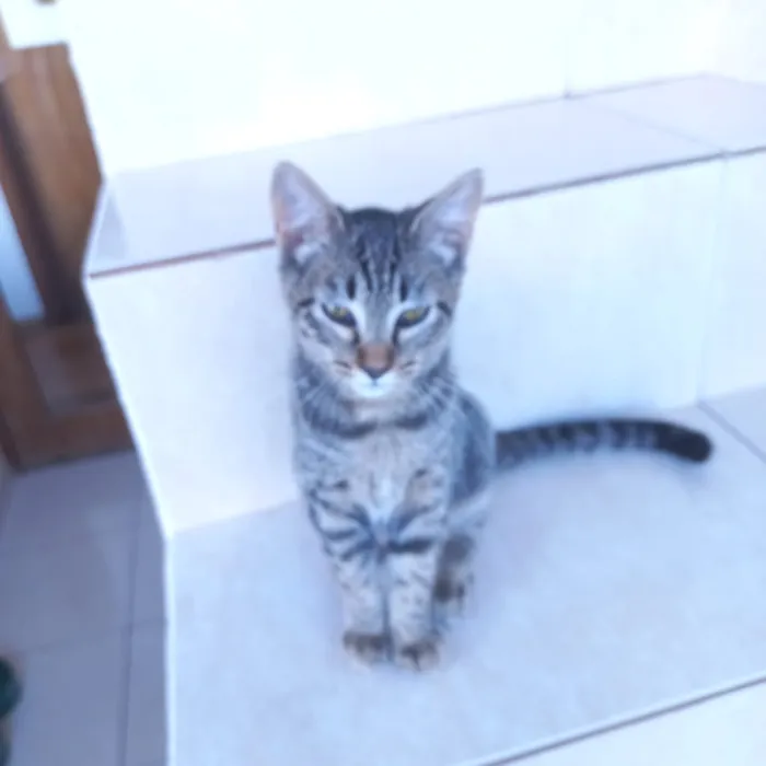 Gato raça SRD-ViraLata idade 2 a 6 meses nome Pinky bb3meses kinda 