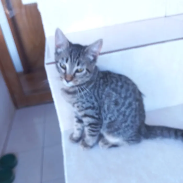 Gato raça SRD-ViraLata idade 2 a 6 meses nome Pinky bb3meses kinda 