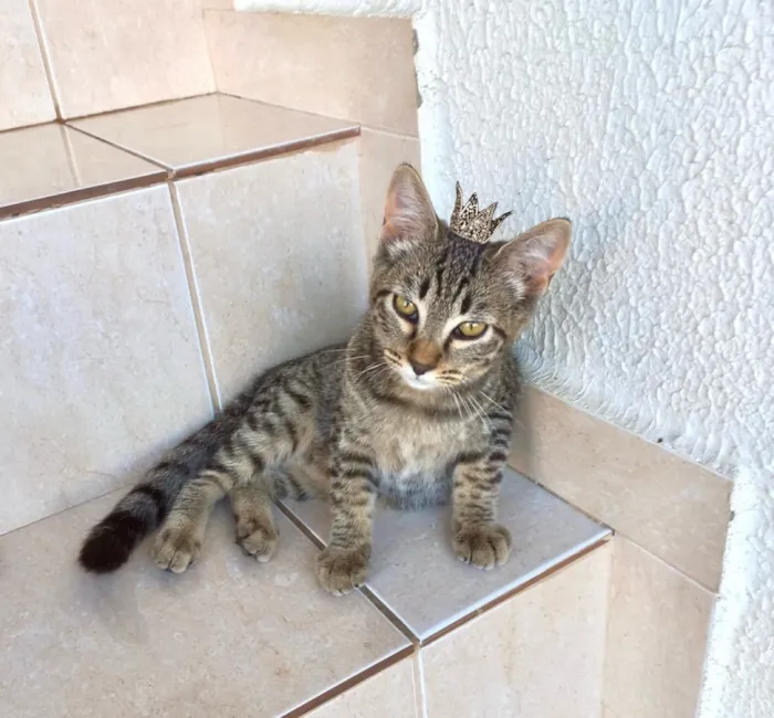 Gato raça SRD-ViraLata idade 2 a 6 meses nome Pinky bb3meses kinda 