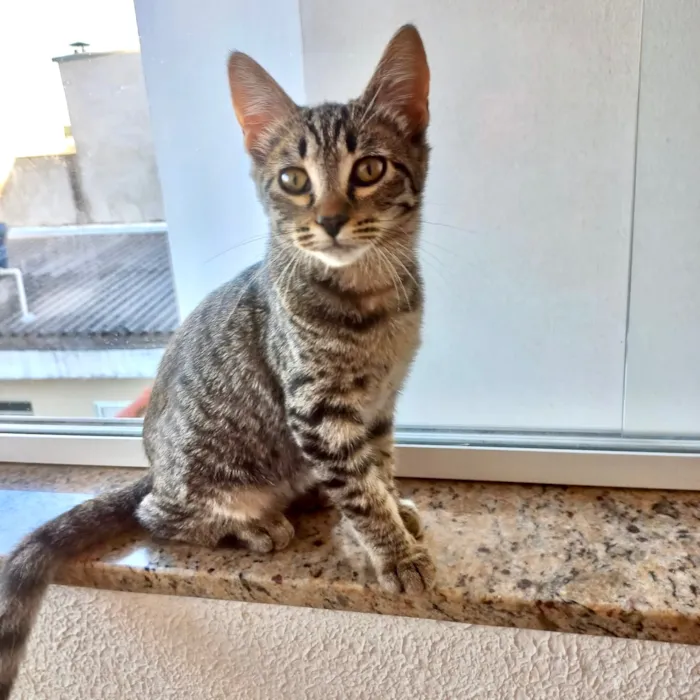 Gato raça SRD-ViraLata idade 2 a 6 meses nome Pinky bb3meses kinda 