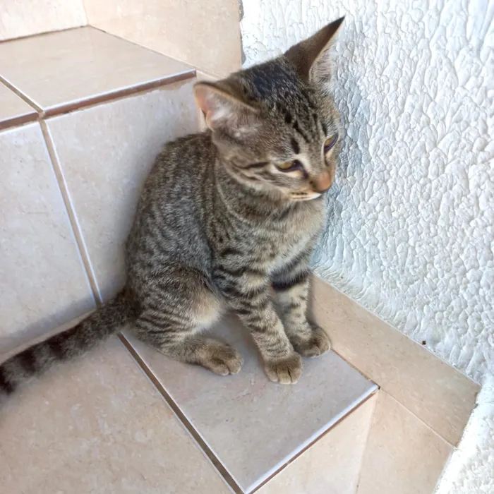 Gato raça SRD-ViraLata idade 2 a 6 meses nome Pinky bb3meses kinda 