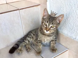Gato raça SRD-ViraLata idade 2 a 6 meses nome Pinky bb3meses kinda 