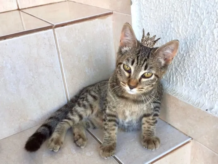 Gato raça SRD-ViraLata idade 2 a 6 meses nome Pinky bb3meses kinda 