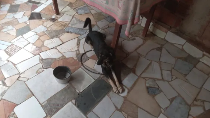 Cachorro raça SRD-ViraLata idade 3 anos nome Jade