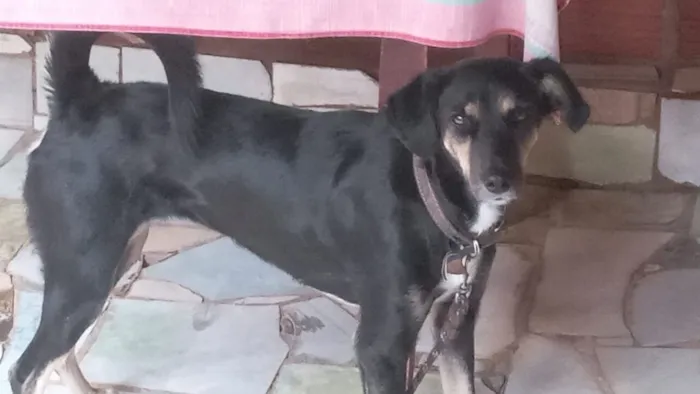 Cachorro raça SRD-ViraLata idade 3 anos nome Jade 
