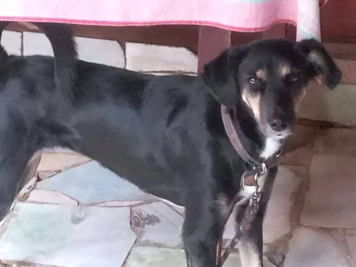 Cachorro raça SRD-ViraLata idade 3 anos nome Jade 