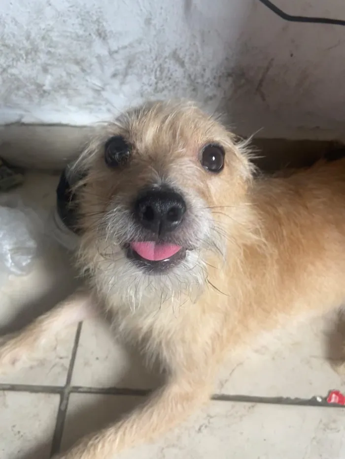 Cachorro raça SRD-ViraLata idade 5 anos nome Jorge 