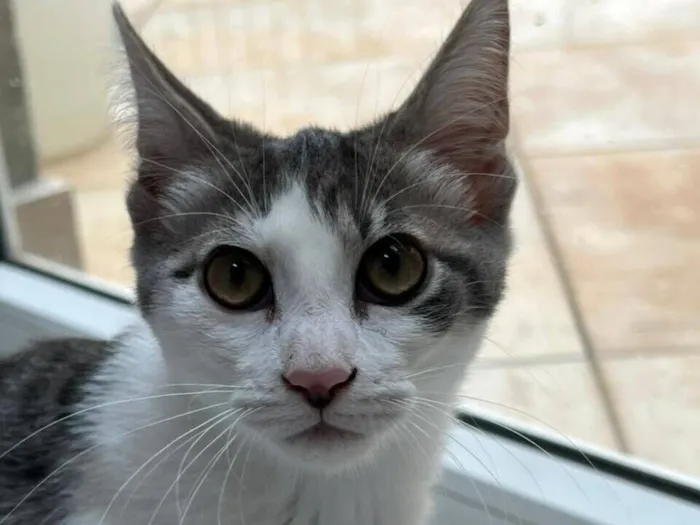 Gato raça SRD-ViraLata idade 2 a 6 meses nome Claire 