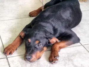 Cachorro raça SRD-ViraLata idade 2 a 6 meses nome Pantera 