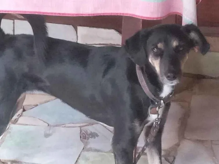 Cachorro raça SRD-ViraLata idade 3 anos nome Jade