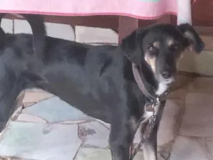 Cachorro raça SRD-ViraLata idade 3 anos nome Jade 