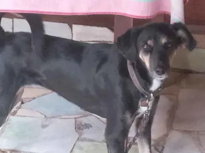Cachorro raça SRD-ViraLata idade 3 anos nome Jade 