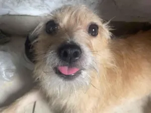 Cachorro raça SRD-ViraLata idade 5 anos nome Jorge 