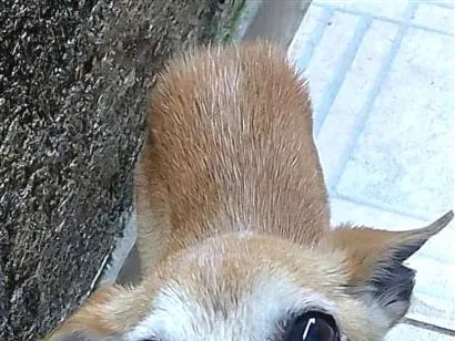 Cachorro raça SRD-ViraLata idade 6 ou mais anos nome Iracema