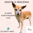 Iracema