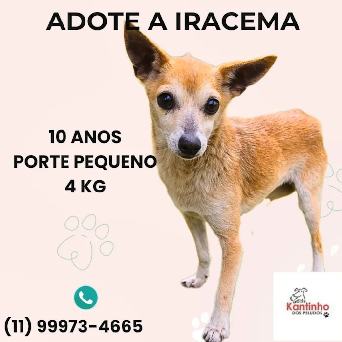 Cachorro raça SRD-ViraLata idade 6 ou mais anos nome Iracema