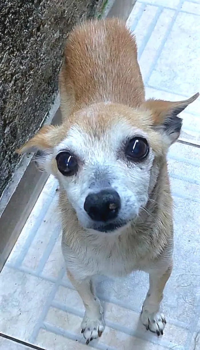 Cachorro raça SRD-ViraLata idade 6 ou mais anos nome Iracema