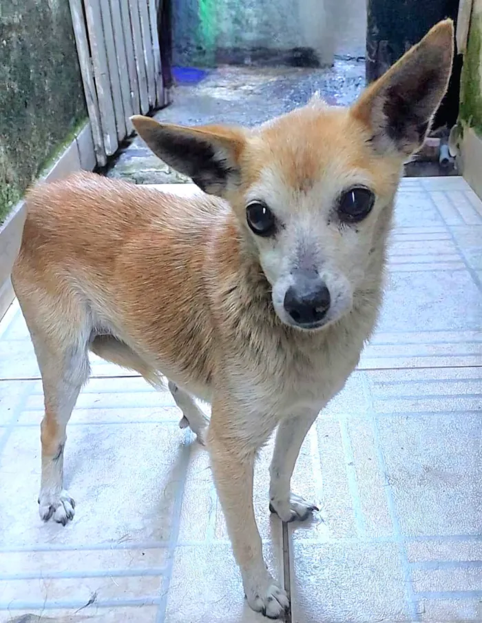 Cachorro raça SRD-ViraLata idade 6 ou mais anos nome Iracema
