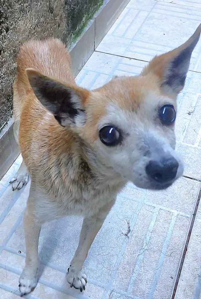 Cachorro raça SRD-ViraLata idade 6 ou mais anos nome Iracema