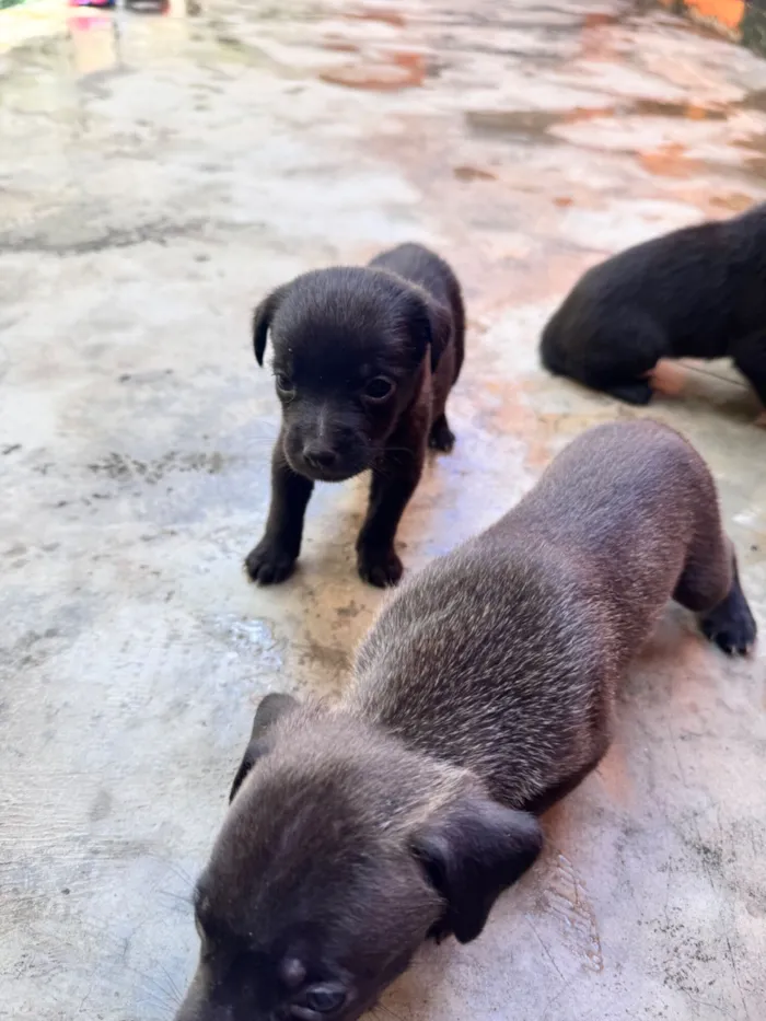 Cachorro raça SRD-ViraLata idade 2 a 6 meses nome ?? Adote amor em dose quíntupla! ??