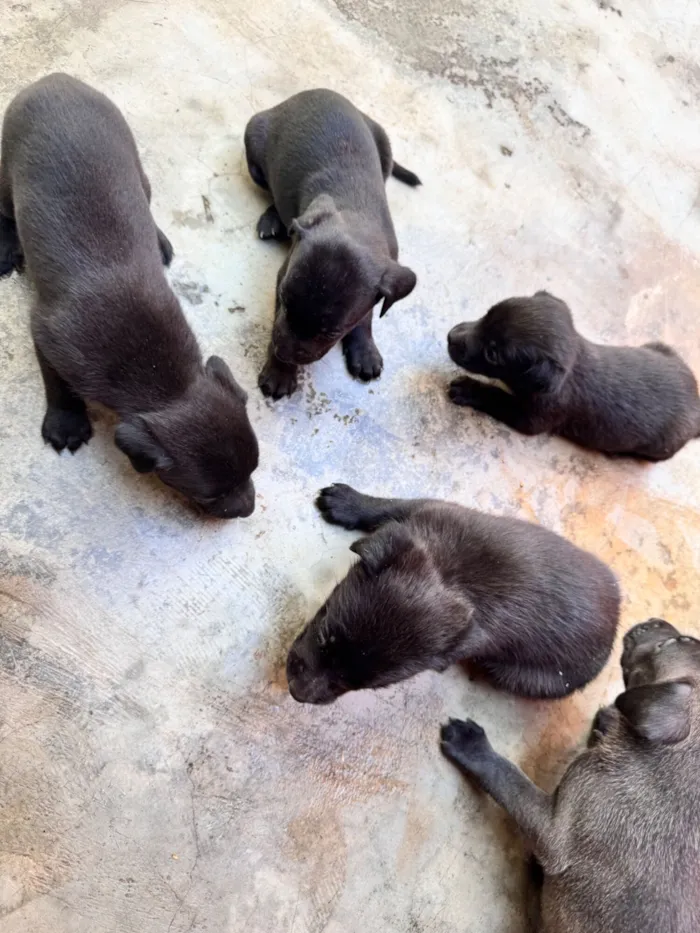 Cachorro raça SRD-ViraLata idade 2 a 6 meses nome ?? Adote amor em dose quíntupla! ??