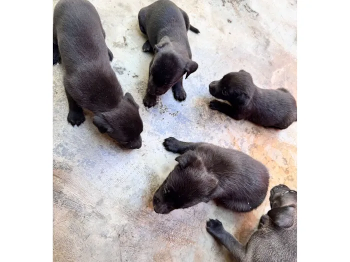 Cachorro raça SRD-ViraLata idade 2 a 6 meses nome ?? Adote amor em dose quíntupla! ??