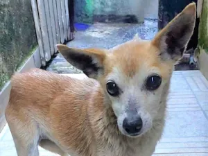 Cachorro raça SRD-ViraLata idade 6 ou mais anos nome Iracema