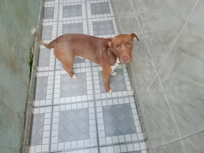 Cachorro raça SRD-ViraLata idade 3 anos nome Chorão