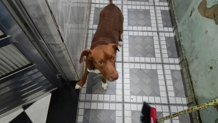 Cachorro raça SRD-ViraLata idade 3 anos nome Chorão